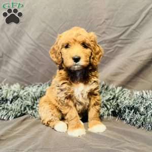 Bruno, Mini Goldendoodle Puppy