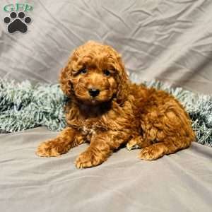 Marshall, Mini Goldendoodle Puppy