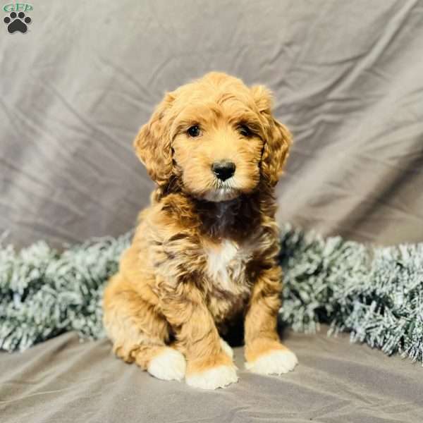 Bruno, Mini Goldendoodle Puppy