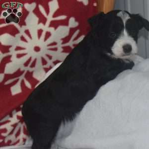 Princess, Aussiedoodle Puppy