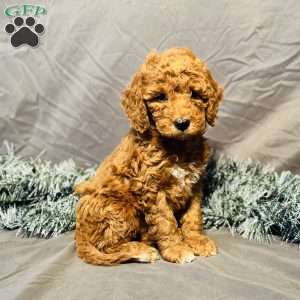 Mocha, Mini Goldendoodle Puppy