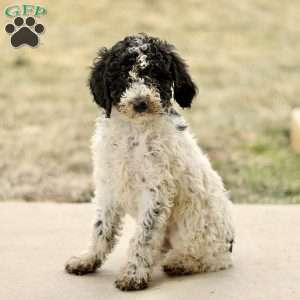 Arlo, Mini Sheepadoodle Puppy