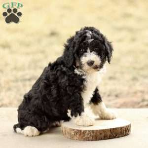 Bella, Mini Bernedoodle Puppy