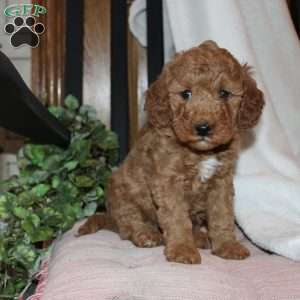 Laura, Mini Goldendoodle Puppy