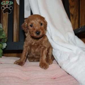 Lindsey, Mini Goldendoodle Puppy