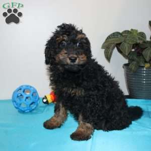 Annie, Mini Whoodle Puppy