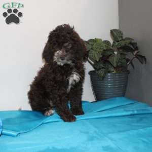 Kat, Mini Labradoodle Puppy