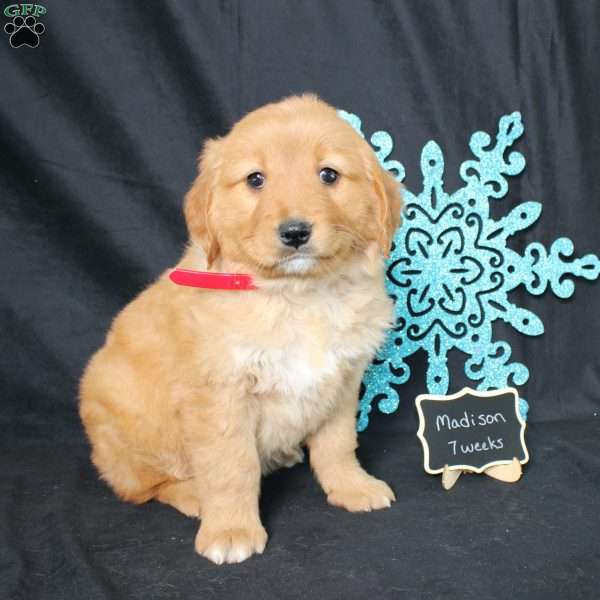 Madison, Miniature Golden Retriever Puppy