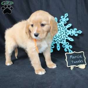 Marcia, Miniature Golden Retriever Puppy