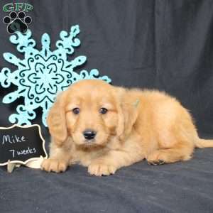 Mike, Miniature Golden Retriever Puppy