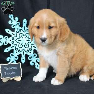 Monroe, Miniature Golden Retriever Puppy