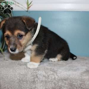 Brinley, Pembroke Welsh Corgi Puppy