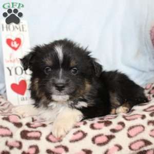 Larry, Miniature Australian Shepherd Puppy