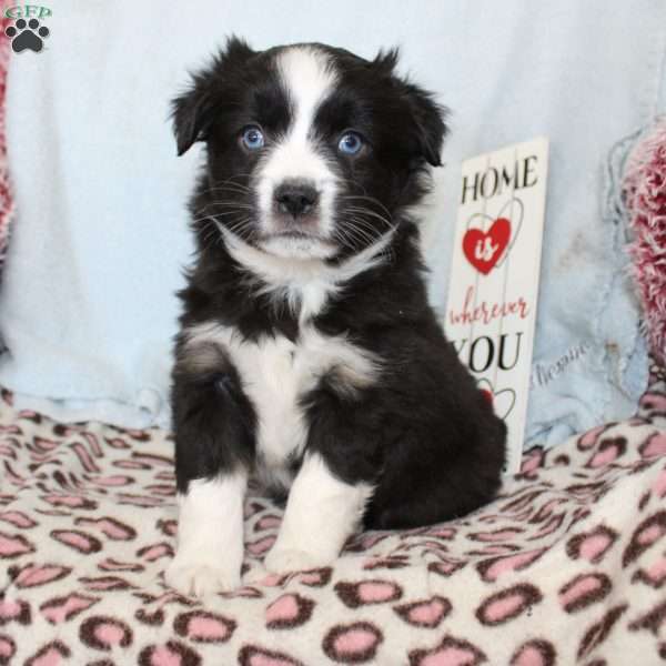 Tracy, Miniature Australian Shepherd Puppy