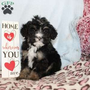 Joy, Mini Bernedoodle Puppy