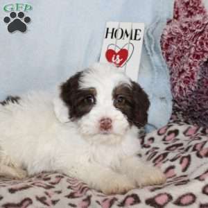 Daisy, Mini Bernedoodle Puppy