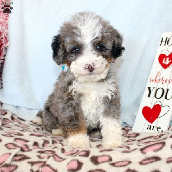 Buster, Mini Bernedoodle Puppy