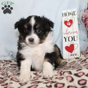 Tina, Miniature Australian Shepherd Puppy