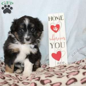 Twila, Miniature Australian Shepherd Puppy