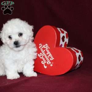 Cookies, Bichon Frise Puppy