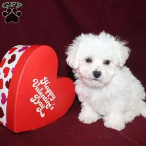 Cooper, Bichon Frise Puppy