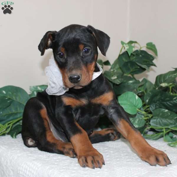 Lexi, Doberman Pinscher Puppy