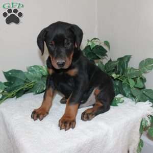 Landon, Doberman Pinscher Puppy