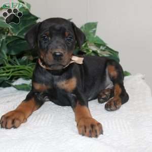 Logan, Doberman Pinscher Puppy