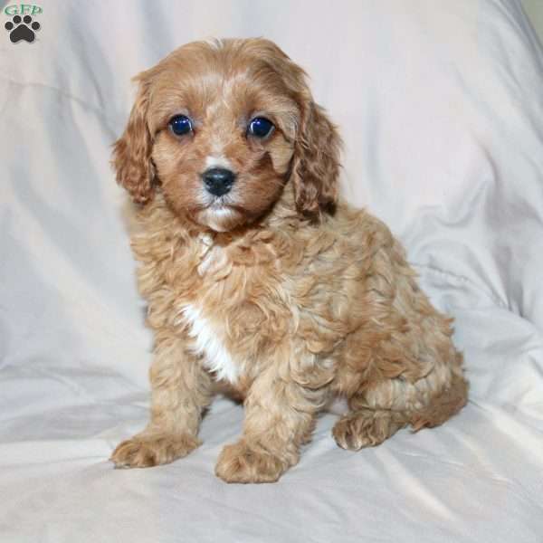 Fern, Cavapoo Puppy