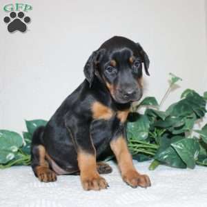 Lindsey, Doberman Pinscher Puppy