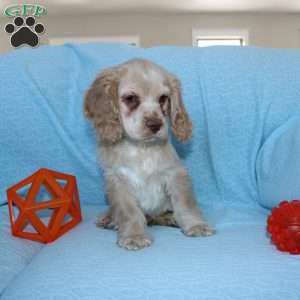 Dancer, Cocker Spaniel Puppy