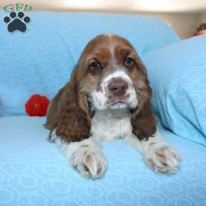 Jolly, Cocker Spaniel Puppy