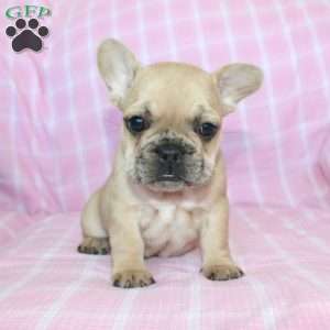 Sasha, French Bulldog Puppy