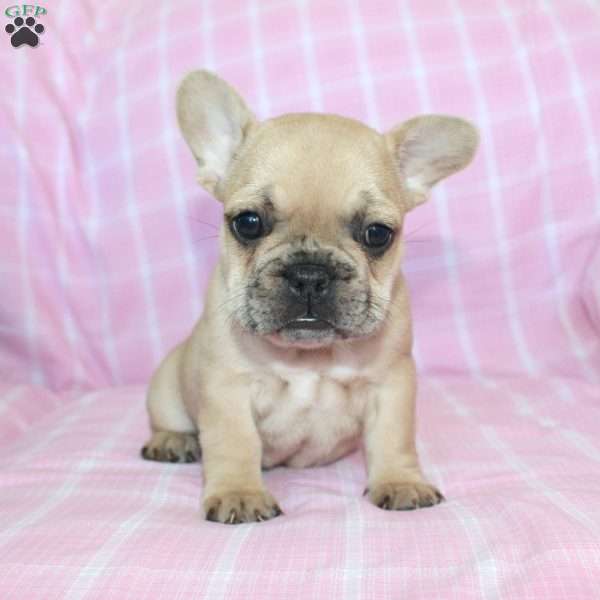 Sasha, French Bulldog Puppy