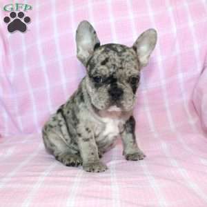 Shadow, French Bulldog Puppy