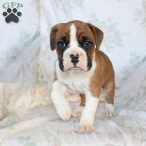 Buddy, Boxer Puppy