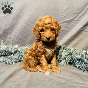 Mocha, Mini Goldendoodle Puppy