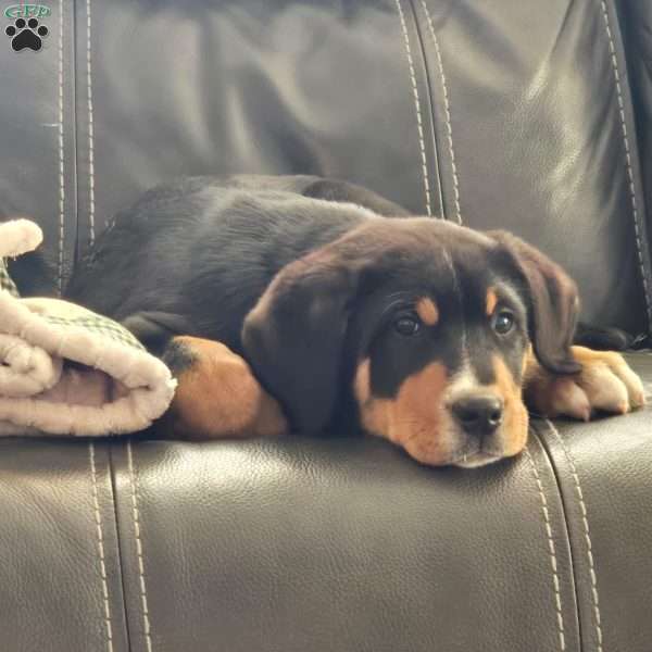 Nicholas, Greater Swiss Mountain Dog Puppy