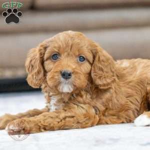 Scooby, Cavapoo Puppy