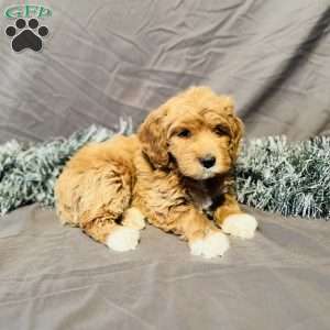 Bruno, Mini Goldendoodle Puppy