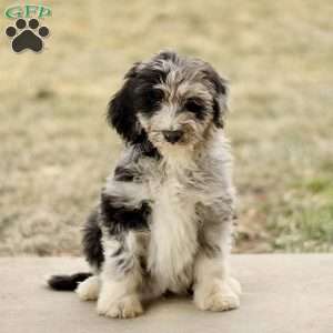 Toby, Mini Sheepadoodle Puppy