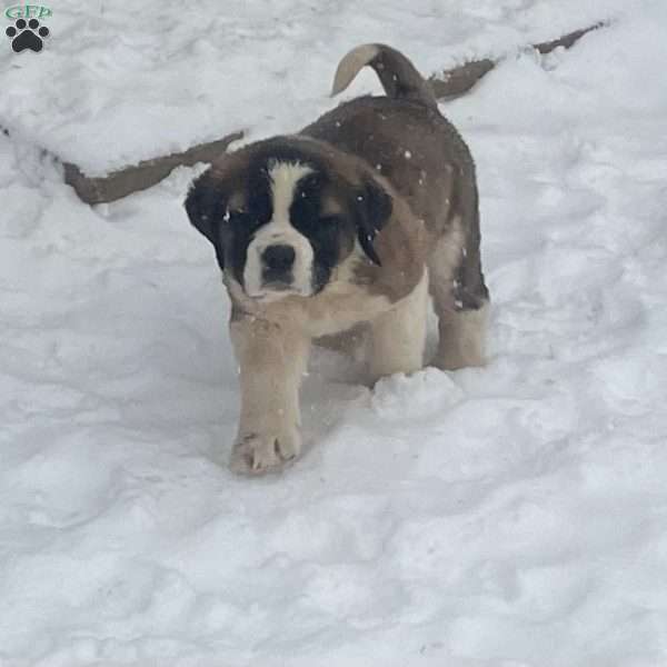 Missy, Saint Bernard Puppy