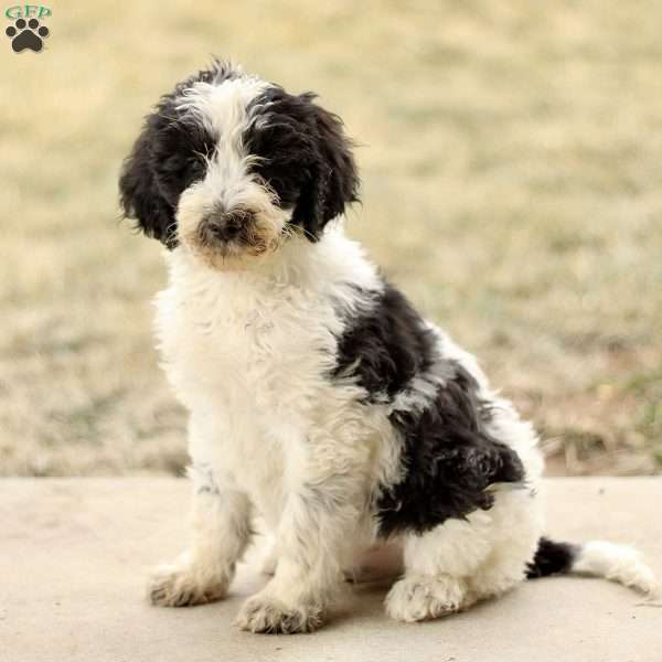 Trevor, Mini Sheepadoodle Puppy