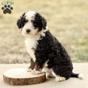 Baxter, Mini Bernedoodle Puppy