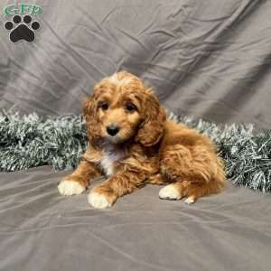 Dakota, Mini Goldendoodle Puppy