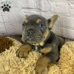 Tommy, French Bulldog Puppy