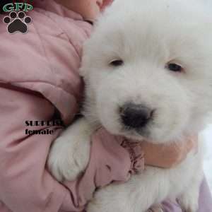 Surprise, Great Pyrenees Puppy