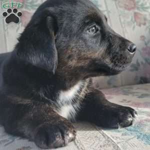 Junior, Labrador Mix Puppy