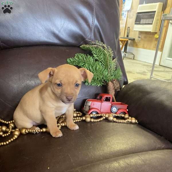 Buttercup, Chihuahua Mix Puppy