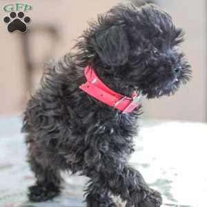 Nellie, Shih-Poo Puppy